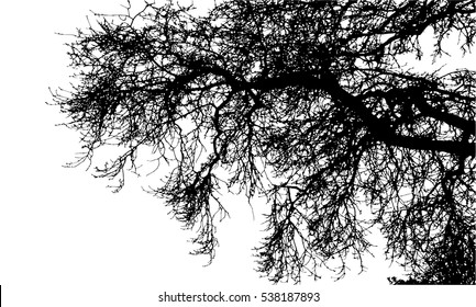 Realistic tree branches silhouette (Vector illustration).Eps10