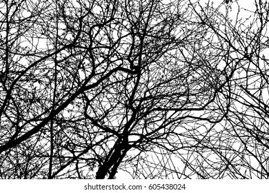 Realistic tree branches silhouette (Vector illustration).eps10