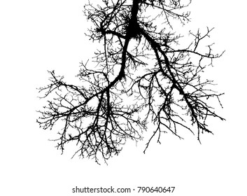 Realistic tree branches silhouette (Vector illustration)eps10