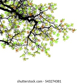 Realistic tree branches silhouette.Vector eps10.