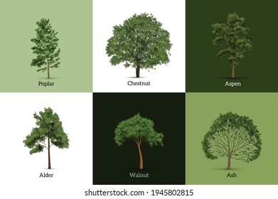 Realistic tree design concept with editable text captions and images of live trees with green leaves vector illustration