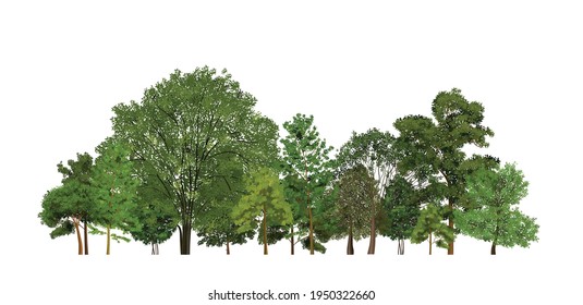 Realistic tree forest images composition with range of different trees with green leaves on blank background vector illustration