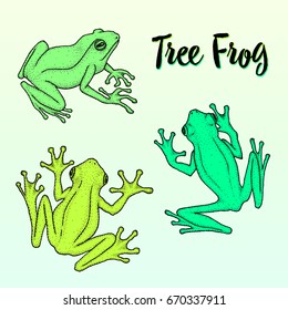 Realistic tree frogs ink hand-drawn vector illustration