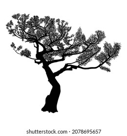 Árbol realista aislado de fondo blanco. Silhouette de abeto, pino, abeto arbustivo. Dibujo de árboles reales con ramas y ramas. Vector. 