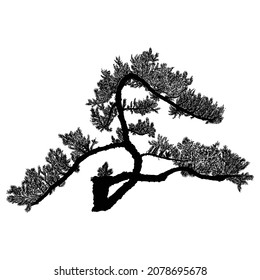 Árbol realista aislado de fondo blanco. Silhouette de abeto, pino, abeto arbustivo. Dibujo de árboles reales con ramas y ramas. Vector. 