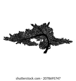 Realistic tree isolated on white background. Silhouette of spruce tree, pine, bush fir. Drawing from real trees with twigs and branches. Vector. 