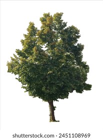 árbol realista aislado sobre fondo blanco