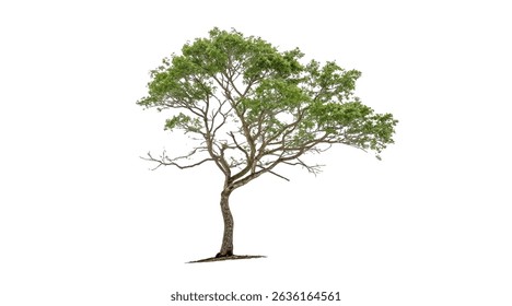 Realistic tree, palm, bush on transparent background. Greenery for landscape or architectural design, botanical elements for garden or forest, vector png.	