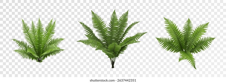 Realistic tree, palm, bush on transparent background. Greenery for landscape or architectural design, botanical elements for garden or forest, vector png.