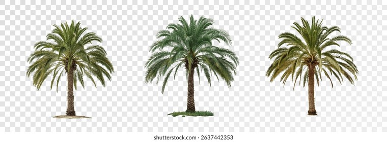 Realistic tree, palm, bush on transparent background. Greenery for landscape or architectural design, botanical elements for garden or forest, vector png.