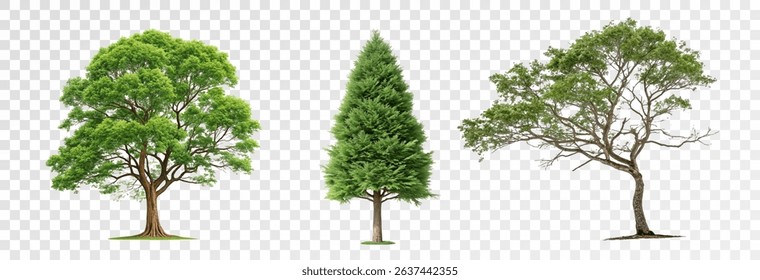 Realistic tree, palm, bush on transparent background. Greenery for landscape or architectural design, botanical elements for garden or forest, vector png.