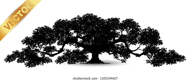 Realistic tree silhouette isolated on white background.
