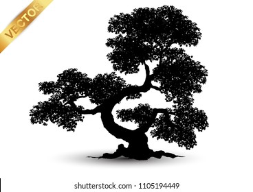 Realistic tree silhouette isolated on white background.
