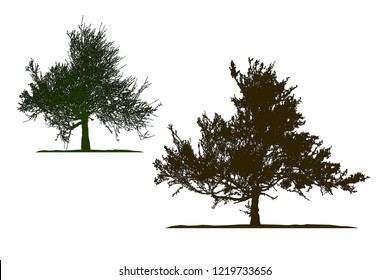 Realistic tree silhouette .Tamarix gallica on white background(Vector illustration).Eps10
