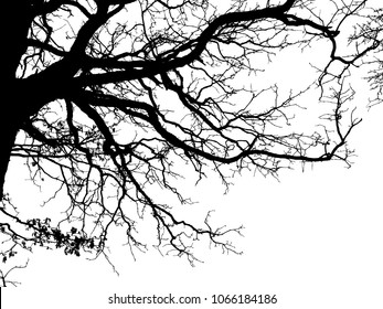 Realistic tree silhouette (Vector illustration).Eps10