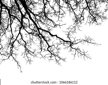 Realistic tree silhouette (Vector illustration).Eps10