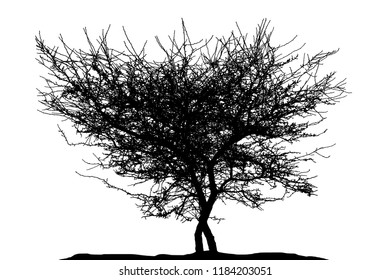 Realistic tree silhouette (Vector illustration).Eps10
