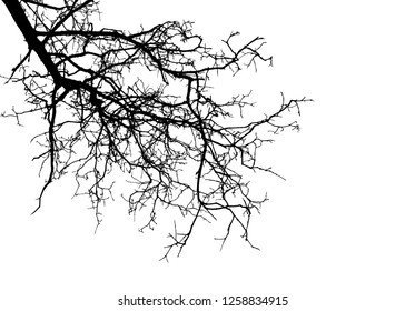 Realistic tree silhouette (Vector illustration).Eps10