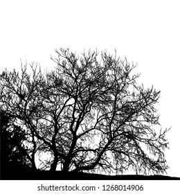 Realistic tree silhouette (Vector illustration).Eps10