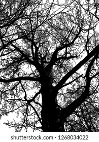 Realistic tree silhouette (Vector illustration).Eps10
