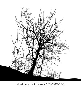 Realistic tree silhouette (Vector illustration).Eps10