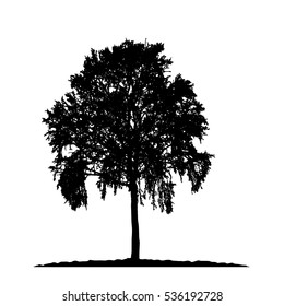 Realistic tree silhouette (Vector illustration).eps10