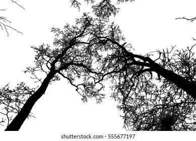 Realistic tree silhouette (Vector illustration).Eps10
