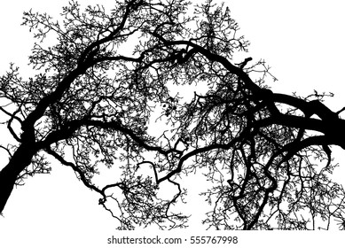 Realistic tree silhouette (Vector illustration).Eps10