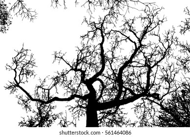 Realistic tree silhouette (Vector illustration).Eps10