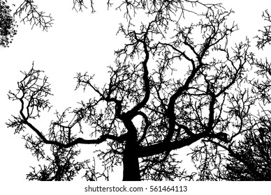 Realistic tree silhouette (Vector illustration).Eps10