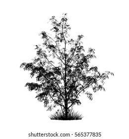 Realistic tree silhouette (Vector illustration).Eps10