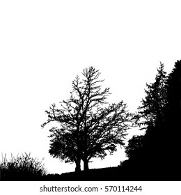 Realistic tree silhouette (Vector illustration).Eps10