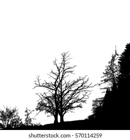 Realistic tree silhouette (Vector illustration).Eps10