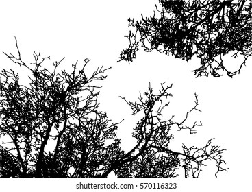 Realistic tree silhouette (Vector illustration).Eps10