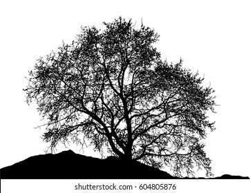 Realistic tree silhouette (Vector illustration).Eps10