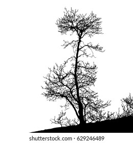Realistic tree silhouette (Vector illustration).Eps10