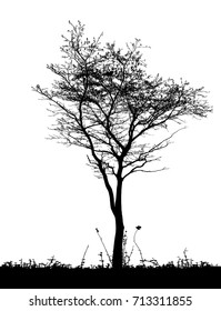 Realistic tree silhouette (Vector illustration).Eps10