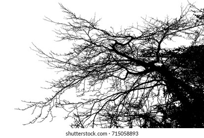 Realistic tree silhouette (Vector illustration).Eps10