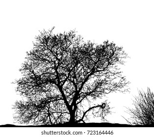 Realistic tree silhouette (Vector illustration).Eps10