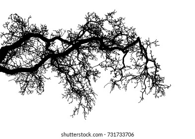Realistic tree silhouette (Vector illustration).Eps10