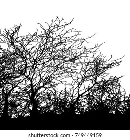 Realistic tree silhouette (Vector illustration).Eps10