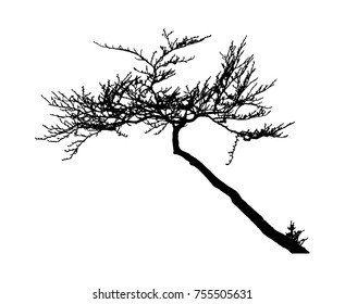 Realistic tree silhouette (Vector illustration).Eps10