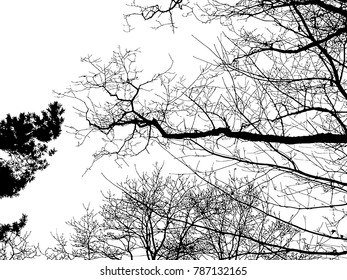 Realistic tree silhouette (Vector illustration).Eps10