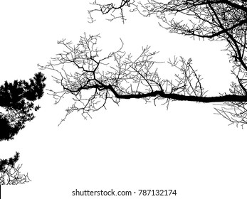 Realistic tree silhouette (Vector illustration).Eps10