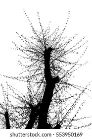 Realistic tree silhouette.Spring season (Vector illustration).Eps10