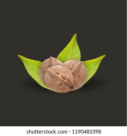 Realistic tree walnut and walnut leaf, vector, illustration, eps file