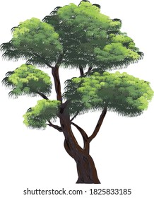 Árboles realistas, hermosos árboles grandes, Árbol vectorial aislado de fondo blanco, árboles tropicales aislados para el diseño. Ilustración vectorial de árbol