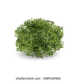 Realistic trees or bushes on white background. Nutural design in EPS10 vector illustration.