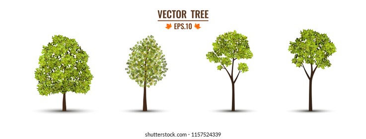 Realistic trees isolate on the white background. Ready to apply to your design. Vector illustration.