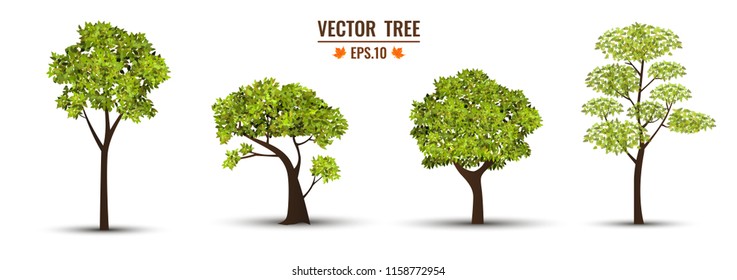 Realistic trees isolate on the white background. Ready to apply to your design. Vector illustration.